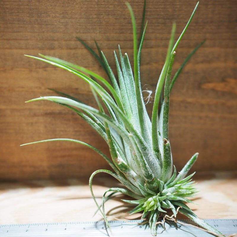 チランジア ／ イオナンタ トールベルベット (T.ionantha 'Tall Velvet