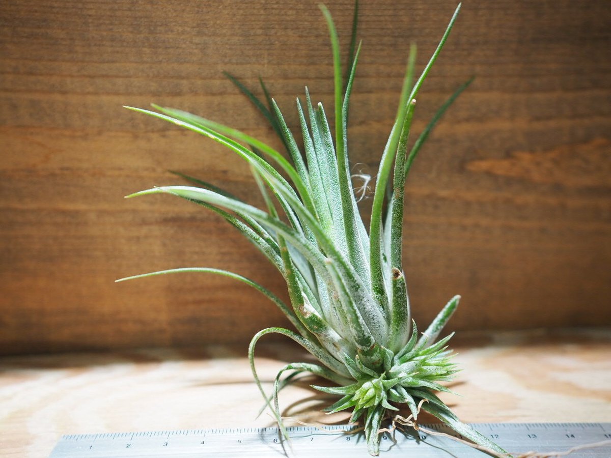 チランジア ／ イオナンタ トールベルベット (T.ionantha 'Tall Velvet