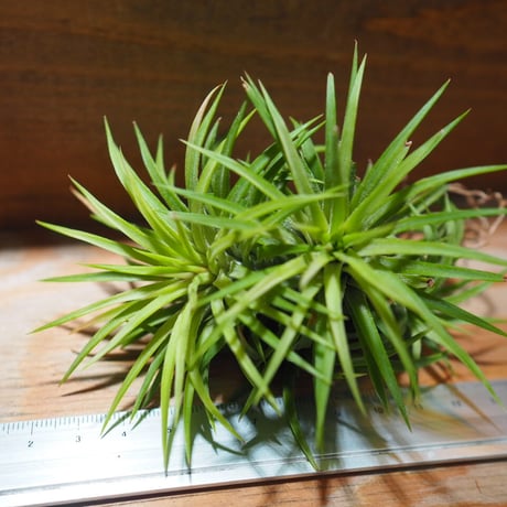 チランジア ／ イオナンタ ウアメルラ CL　(T.ionantha huemulata) ★タイ農場　＊A01/Jun22