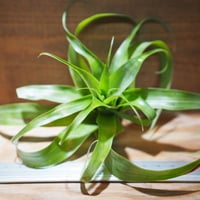 子株付き テネブラ tenebra (tillandsia ティランジア ) 子株付き