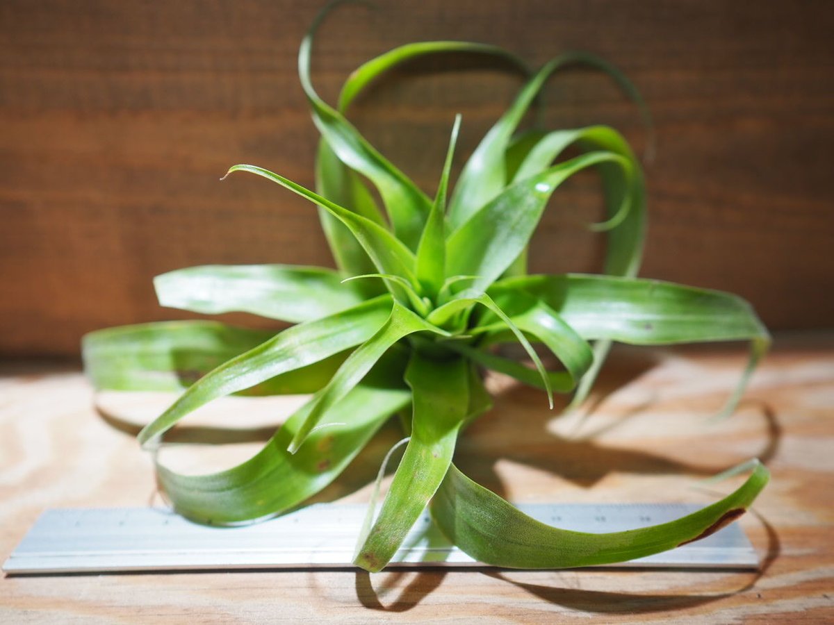 超希少❗️交配種❗️チランジア　サマンサ✨ チランジア ／ サマンサ (T.'Samantha') ＊A01/Jul11 | 常葉植物園