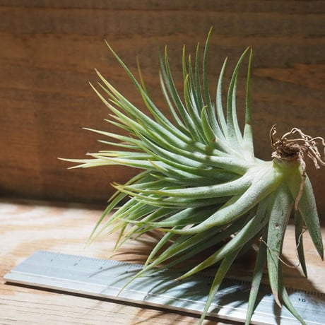 チランジア ／ イオナンタ ファットボーイ　(T.ionantha 'Fat Boy')　★EF01/Feb05