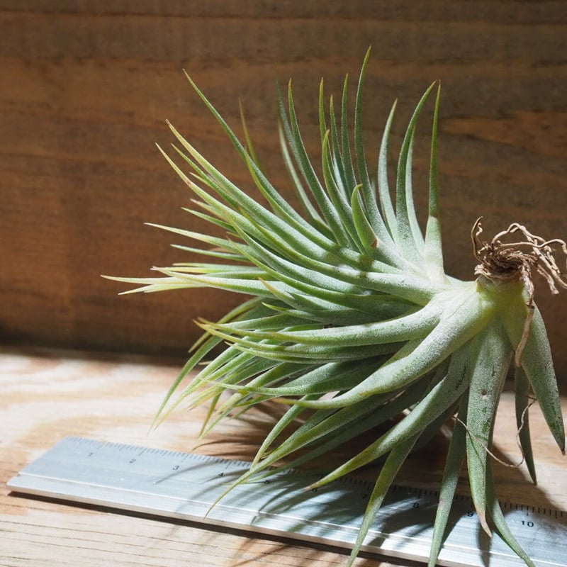 チランジア Fat Boy チランジア ／ イオナンタ ファットボーイ (T.ionantha 'Fat Boy') ☆E