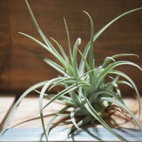 チランジア ／ サマンサ (T.'Samantha') ＊A01/Jul11 | 常葉植物園