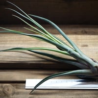 チランジア ／ アメイジンググレイス　(T.'Amazing Grace') ★1/1企画