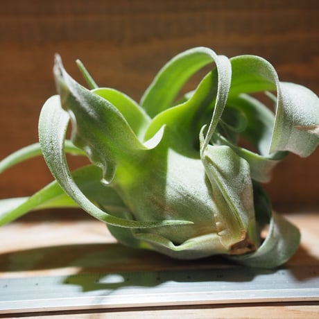 チランジア ／ ストレプトフィラ M　(T.streptophylla)　＊A01/Jun22-02