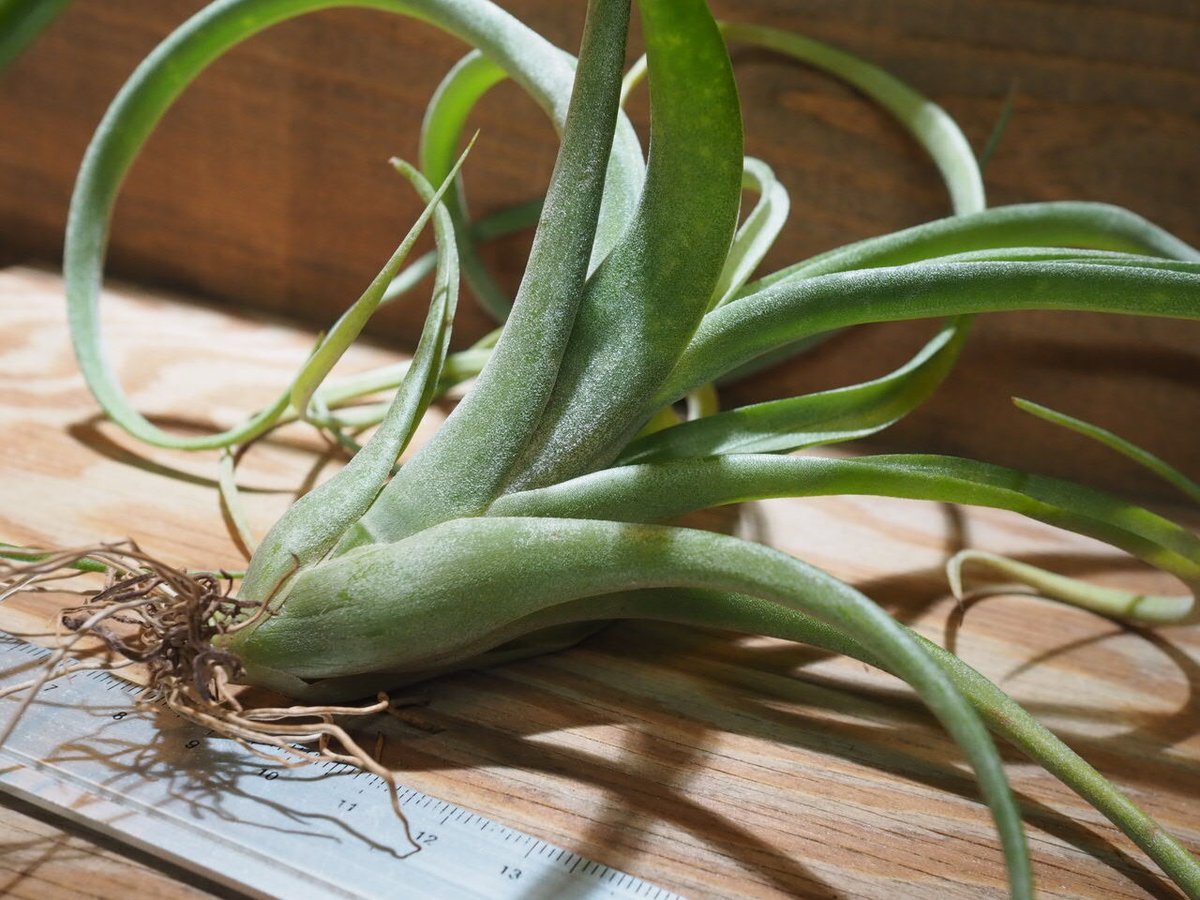 カーリースリム×ディグエティ(※My Original Hybrid) カーリースリム×ディグエティ(※My Original Hybrid) - メルカリ