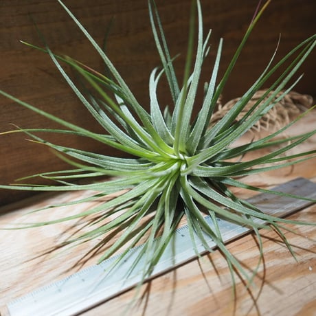 チランジア ／ イオナンタ ロシータ × マグヌシアナ　(T.ionantha ’Rosita’ × T.magnusiana)　＊A01/Feb23