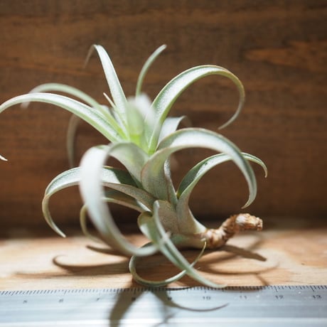 CATEGORY エアプランツ（チランジア）P～T | 常葉植物園 Tokiwa