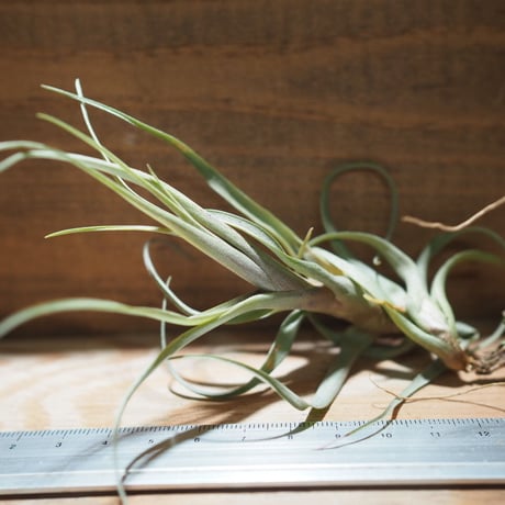 CATEGORY 学名・名称：N | 常葉植物園 Tokiwa Botanical-Garde