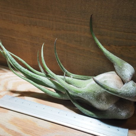 チランジア ／ セレリアナ LL　(T.ionantha seleriana)　★ZZ01/Dec01