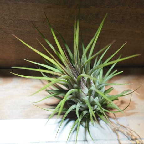 チランジア ／ イオナンタ ロシータ ジャイアント クローン　(T.ionantha ’Rosita Gainat Clone’)　＊A01/Mar20