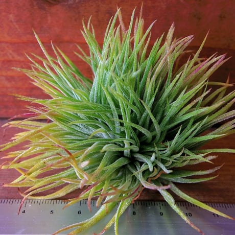 【健太郎】ティランジア2点セット CATEGORY 学名・名称：D | 常葉植物園 Tokiwa Botanical-Garde