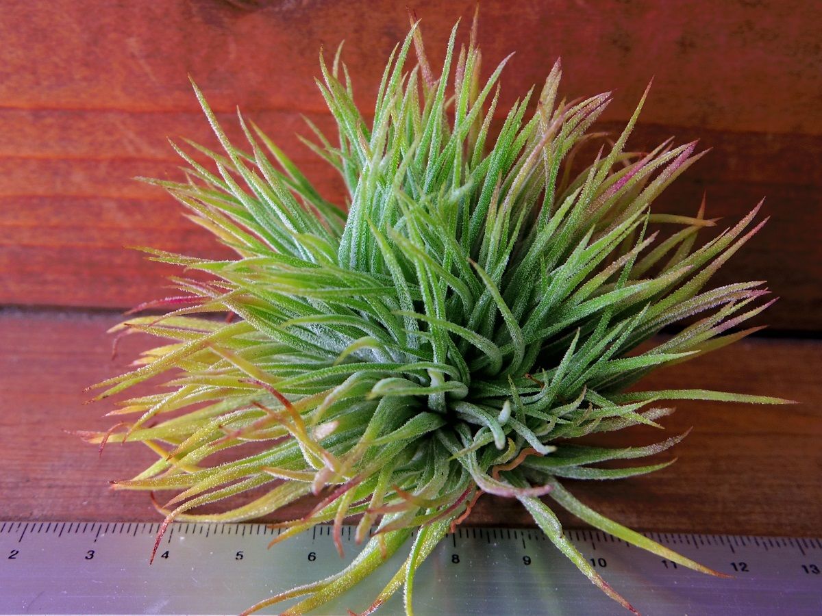 チランジア ／ イオナンタ モンストローズ (T.ionantha 'Monstrose')