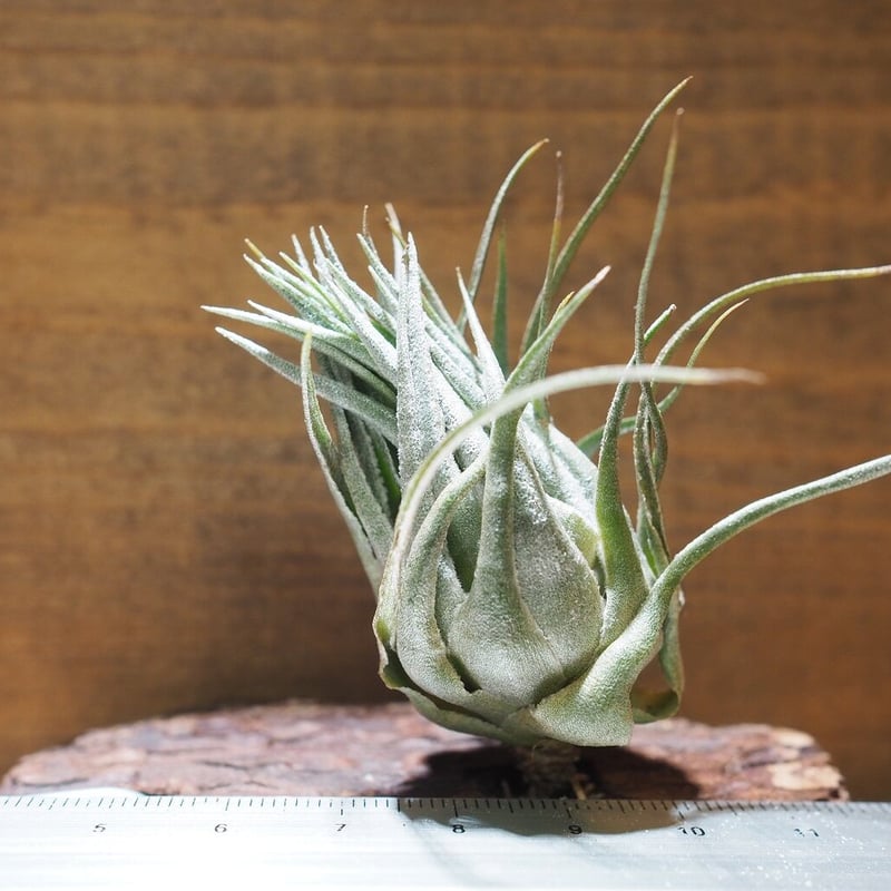 チランジア　カウツキー 79886bb91bd6c68f2b6fd1c7e737ef