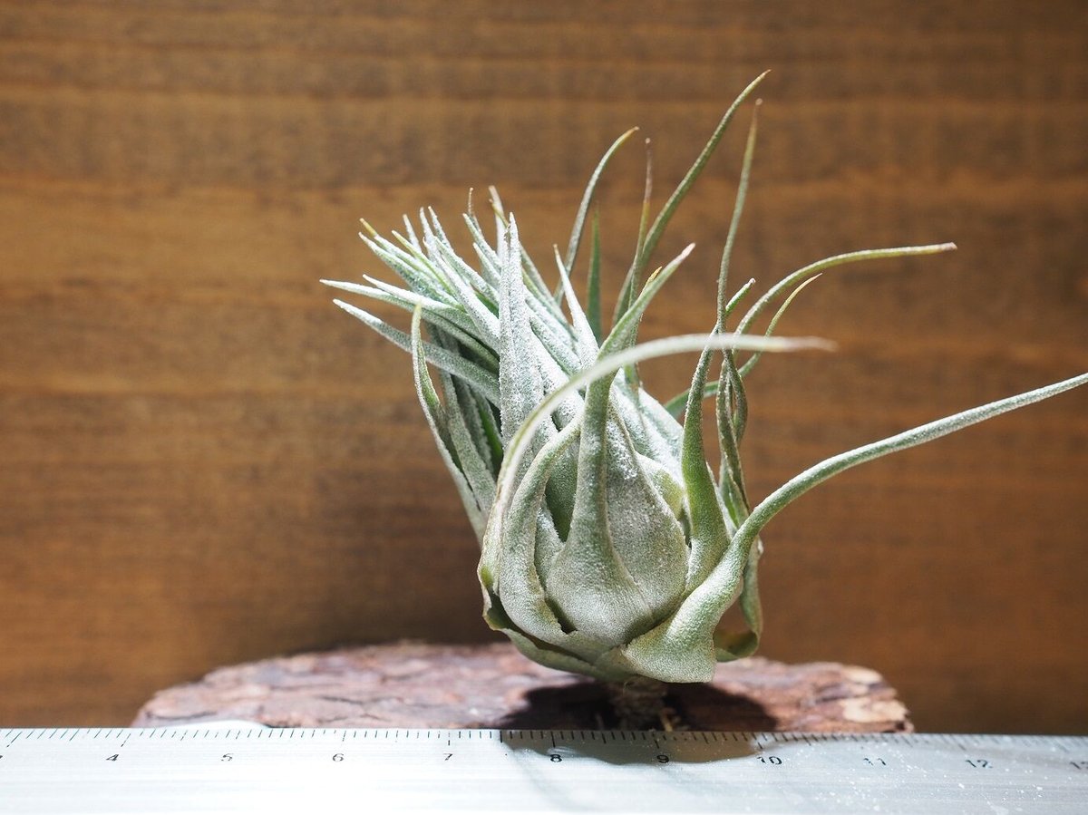 チランジア　カウツキー　(天然採取株、採取地データ付き)Tillandsia