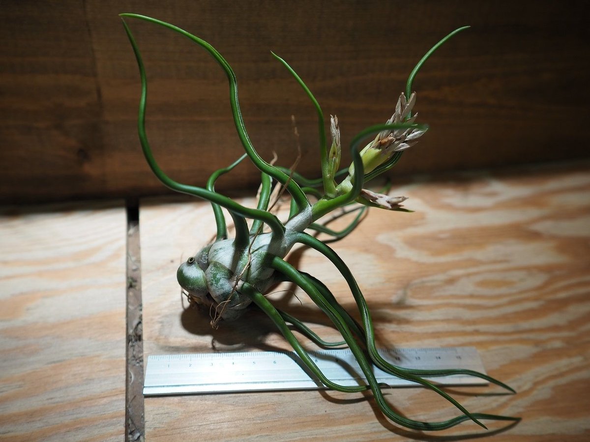 チランジア ／ ブルボーサ ホワイト ジャイアント 開花株 (T.bulbosa