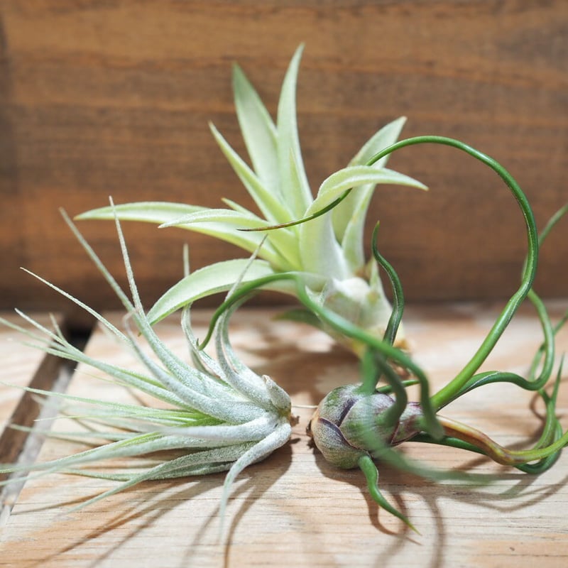 〈菫〉Tillandsia 'P M' x ディグエティー　チランジア 菫〉Tillandsia 'P M' x ディグエティー チランジア 菫〉Tillandsia
