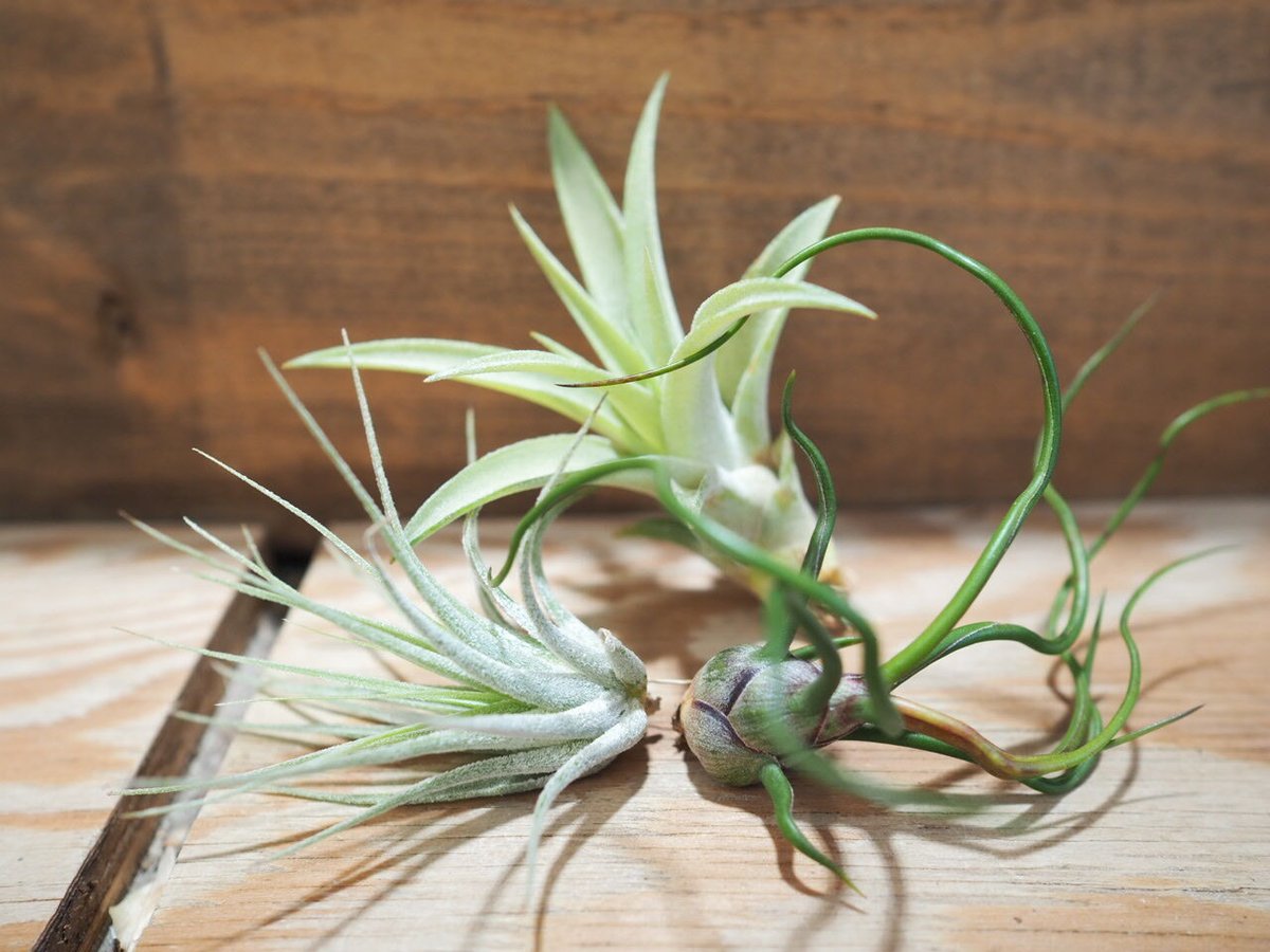 チランジア ／ 入門3点セット Dタイプ (Tillandsia D-type) | 常葉植物