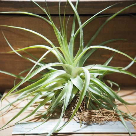 CATEGORY 学名・名称:G | 常葉植物園 Tokiwa Botanical-Garde CATEGORY 学名・名称:G | 常葉植物園 Tokiwa Botanical-Garde