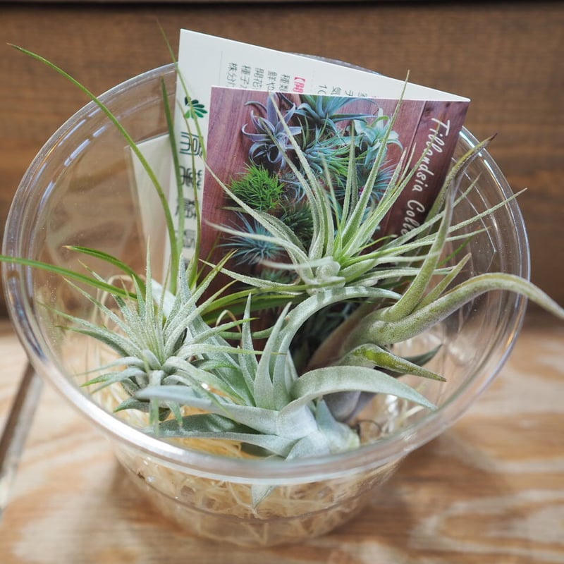 9/30まで】Tillandsia ティランジア チランジアセット（9/30まで 