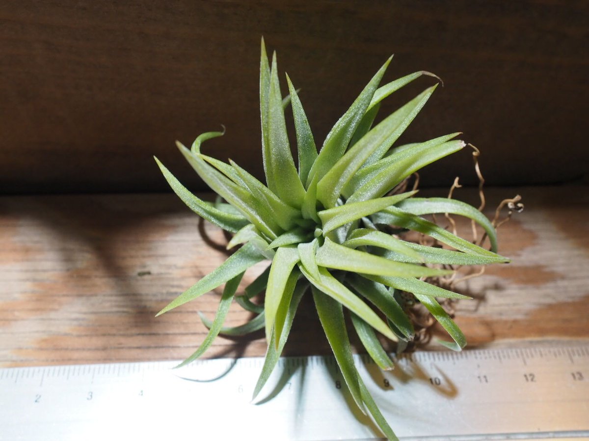 チランジア ／ イオナンタ ロン (T.ionantha 'Ron') ☆EF01/Feb05