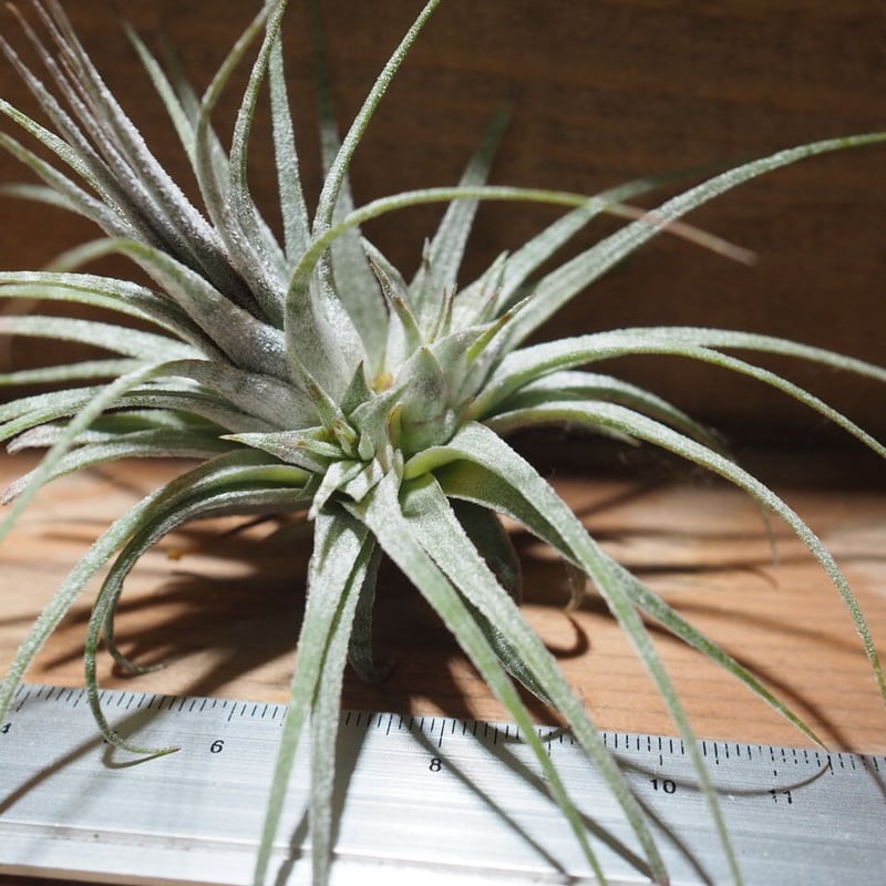 チランジア ／ イオナンタ ゼブリナ (T.ionantha 'Zebrina') ＊A01/