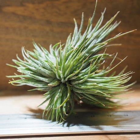 チランジア ／ イオナンタ ピーナッツ CL 　(T.ionantha 'Peanut')　＊A01/Jun05
