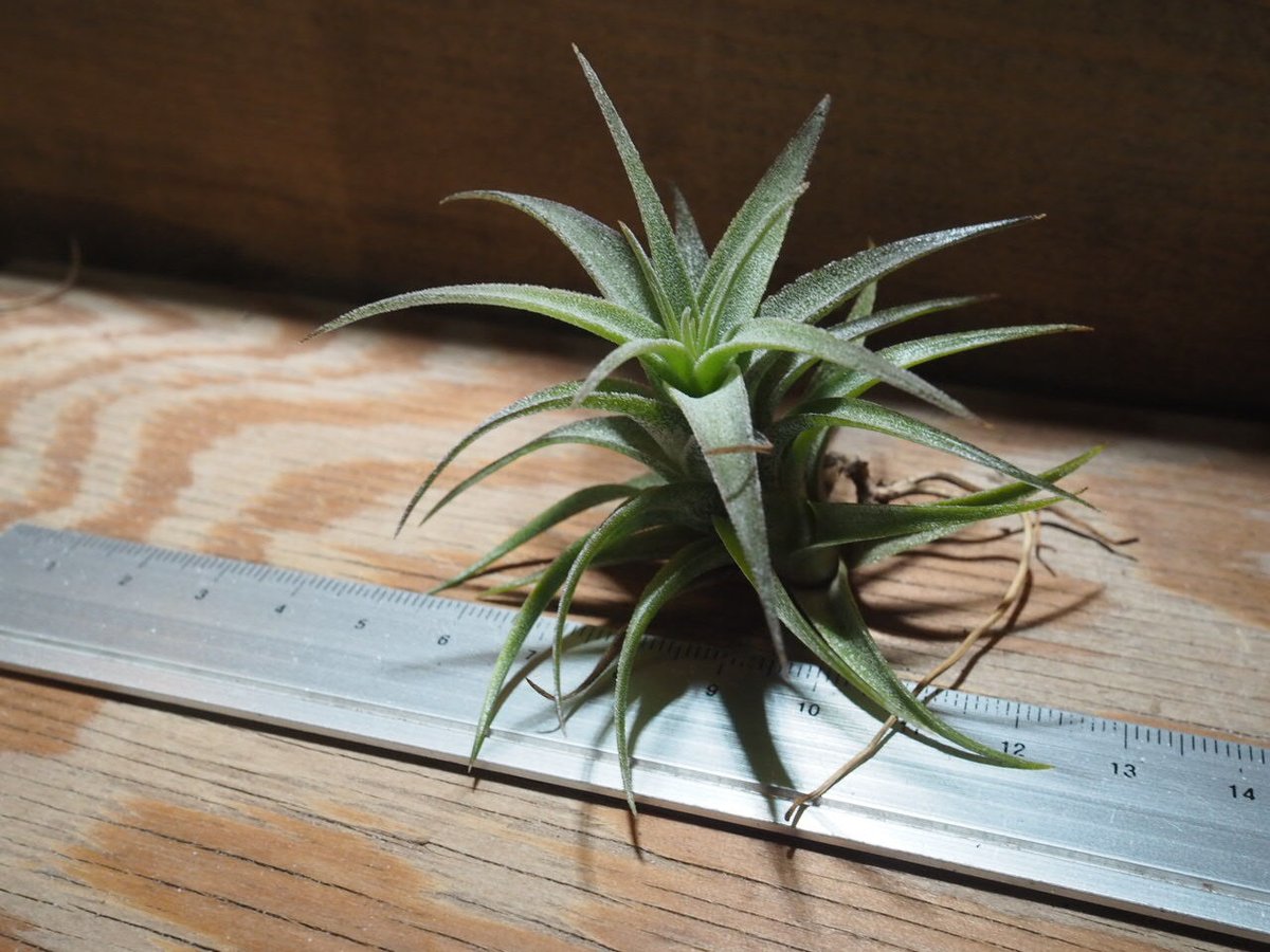 チランジア ／ ラティフォリア (T.latifolia) ☆GH01/Feb05