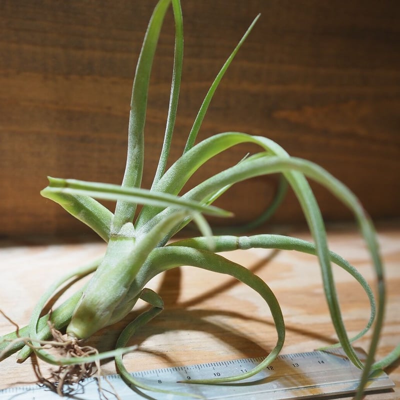 チランジア ／ カーリースリム (T.'Curly Slim') ＊A01/Oct13-02