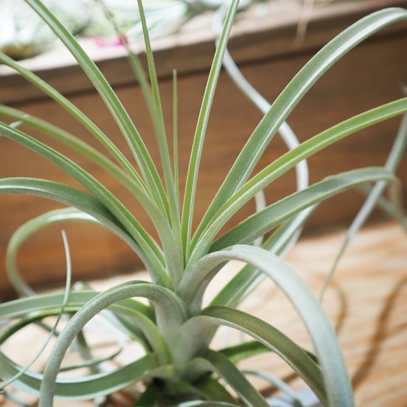 エアプランツ チランジア 超特大株 エクセルタ エアプランツ チランジア 超特大株 エクセルタ