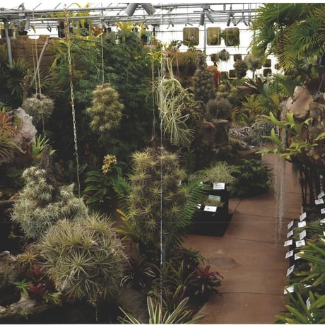 ■チランジア書籍／Genus Tillandsia P28