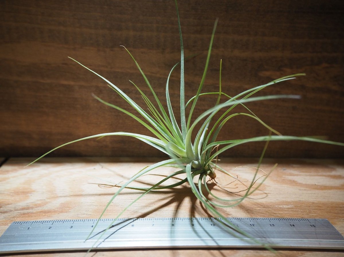 チランジア ／ ストリクタ (T.stricta) ＊A02/Mar08 | 常葉植物園 To