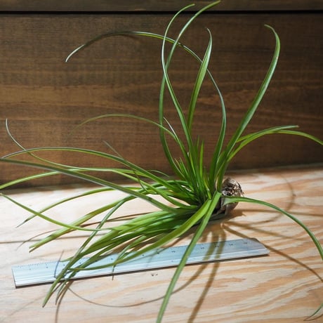 チランジア ／ ナルセシオイデス　(T.narthecioides)　＊A01/Apr18