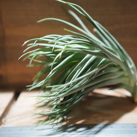 CATEGORY その他 | 常葉植物園 Tokiwa Botanical-Garden ／