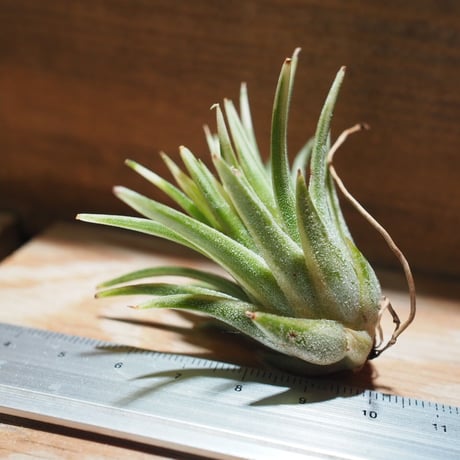 チランジア ／ イオナンタ アルボマージナータ　(T.ionantha 'Albo-Marginata')　＊A01/Feb27-01