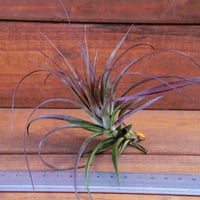 チランジア ／ テヌイフォリア アメシスト　(T.tenuifolia var. amethyst)