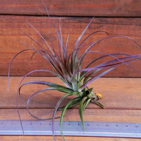 チランジア ／ テヌイフォリア アメシスト　(T.tenuifolia var. amethyst)