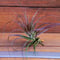 チランジア ／ テヌイフォリア アメシスト　(T.tenuifolia var. amethyst)