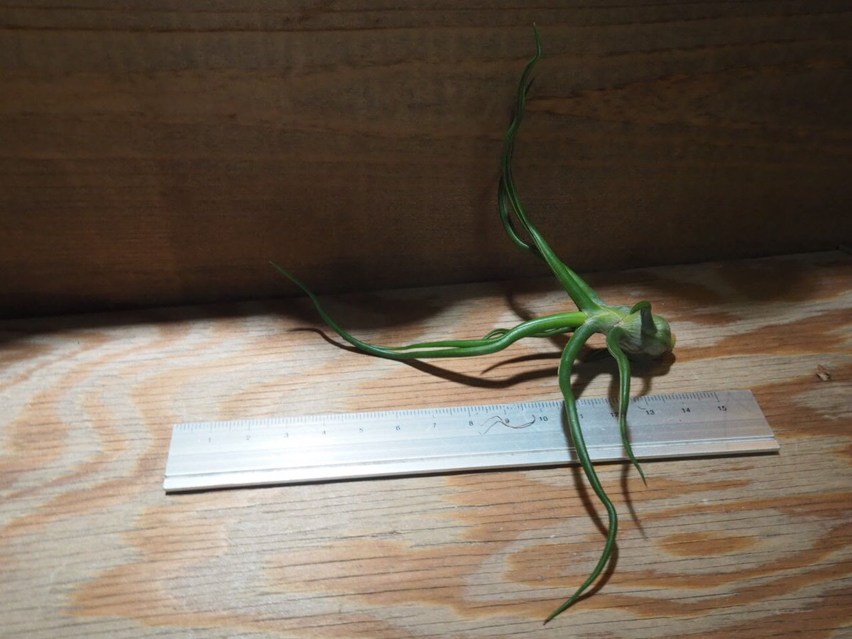 チランジア ／ ブルボーサ M (T.bulbosa) ☆AB01/Jul30 | 常葉植物園