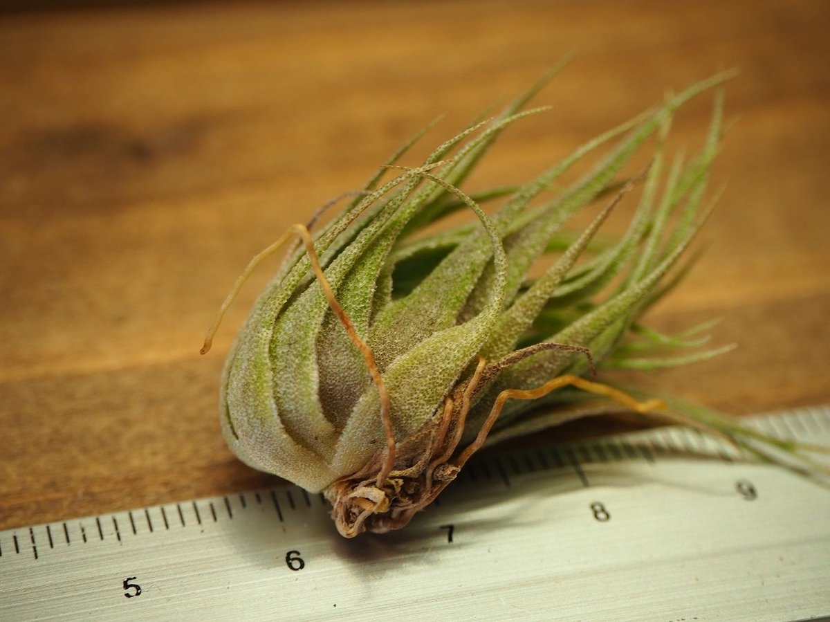 スプレンゲリアナ　tillandsia sprengeliana　コンパクト系？