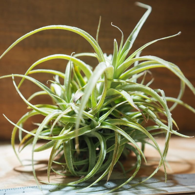 チランジア ／ カクティコラ × プルプレア CL (T.cacticola × T.purp