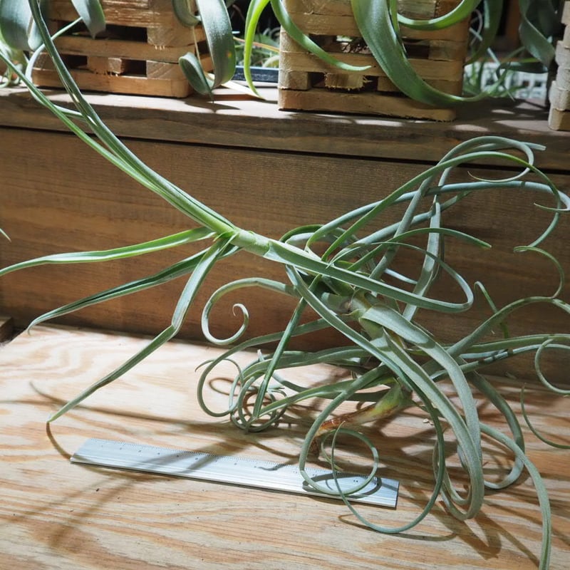 チランジア ／ デュラティ M (T.duratii) ☆AB01/Nov27 | 常葉植物園