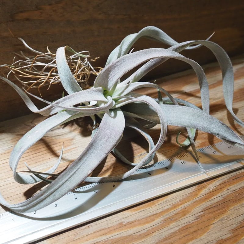 チランジア ／ チアペンシス ギガンテスコ (T.chiapensis 'Gigantesco