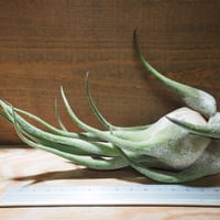 チランジア ／ セレリアナ LL　(T.ionantha seleriana)　★ZZ01/Dec01