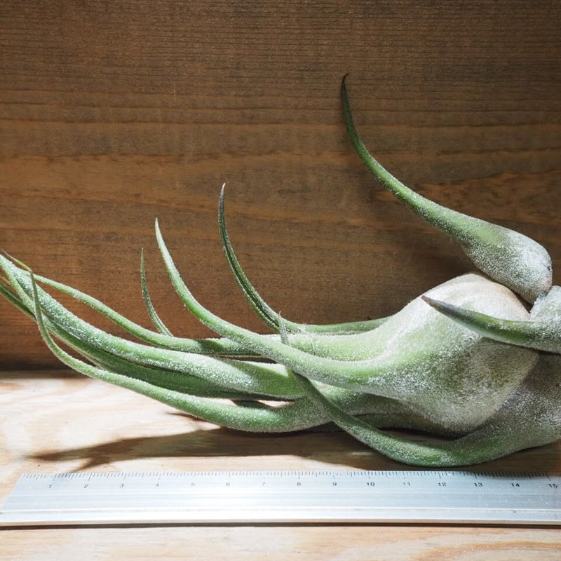 チランジア ／ セレリアナ LL (T.ionantha seleriana) ☆ZZ01/D