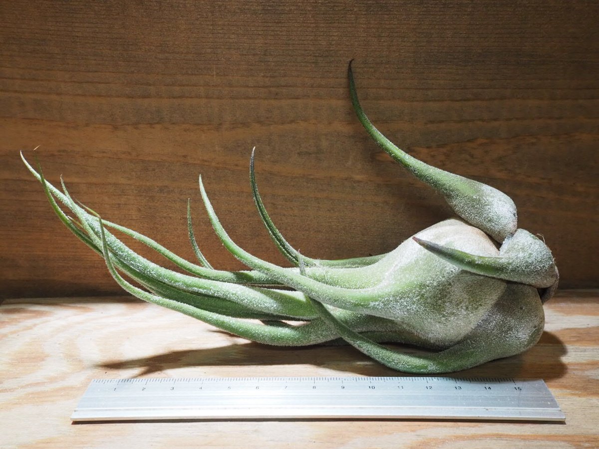 チランジア　セレリアナとかセット チランジア セレリアナ ミニパープル Tillandsia seleriana Mini