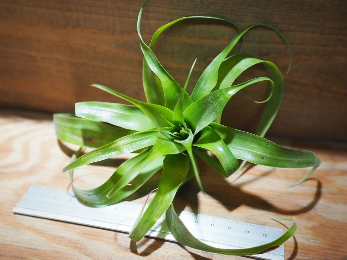 超希少❗️交配種❗️チランジア　サマンサ✨ チランジア ／ サマンサ (T.'Samantha') ＊A01/Jul11 | 常葉植物園