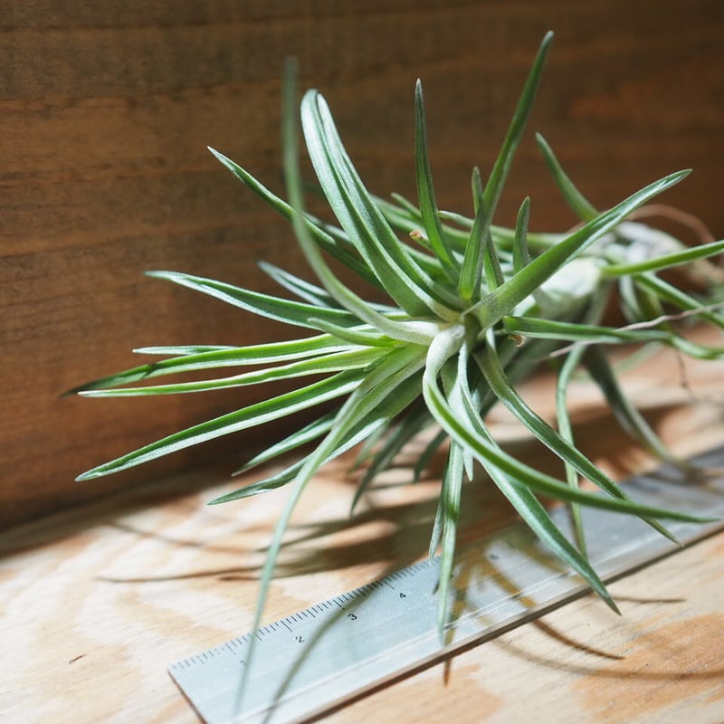 ネクロネシア 71ezDmkn0UL._AC_UF350,