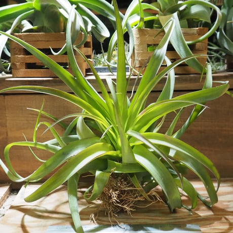 チランジア ／ ストレプトフィラ × キセログラフィカ　(T.streptophylla × T.xerographica)　★ZZ01/Dec22
